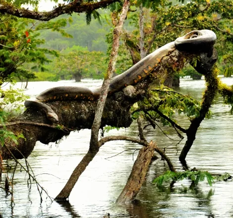 reserva cuyabeno