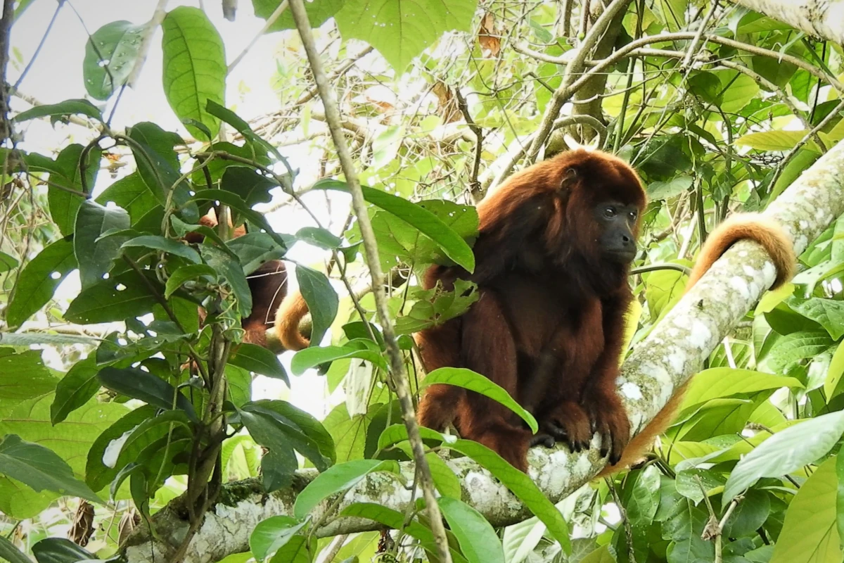 amazonia ecuatoriana